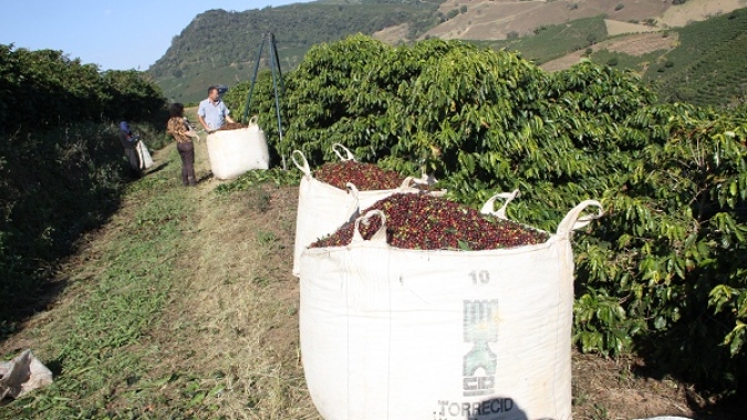 Cooxupé: Colheita da safra 22 de arábica avança para 33,29%, mas ainda é mais lenta que nos últimos anos
