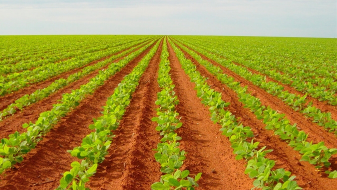Com condições climáticas favoráveis à cultura, plantio do algodão acelera na Bahia