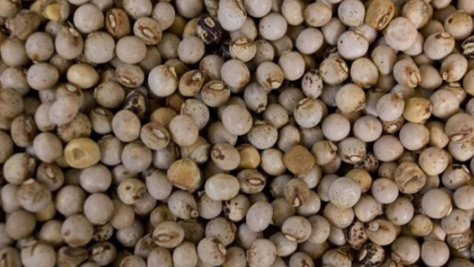 Nova variedade de guandu combate nematóides a custos baixos e de forma sustentável será apresentada na Dinapec