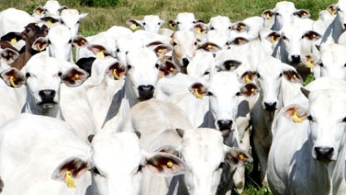 Abates de vacas crescem enquanto de bois diminuem em janeiro/21 no Mato Grosso, diz Imea