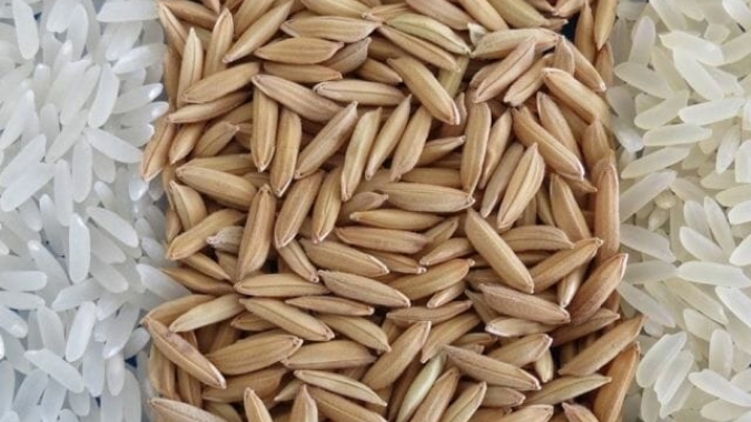 Arroz/Cepea: Nesta parcial de junho, queda do Indicador chega a quase 12%