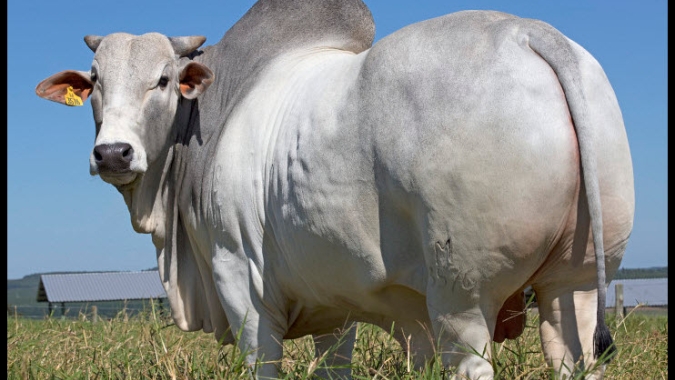 ABCZ informa cancelamento da ExpoZebu 2020