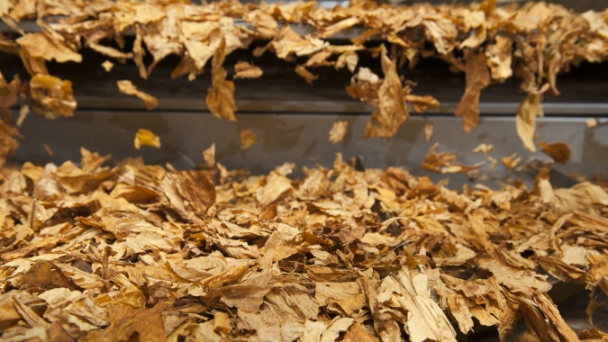 Cadeia do tabaco precisa de soluções realistas e redução de danos, defende especialista