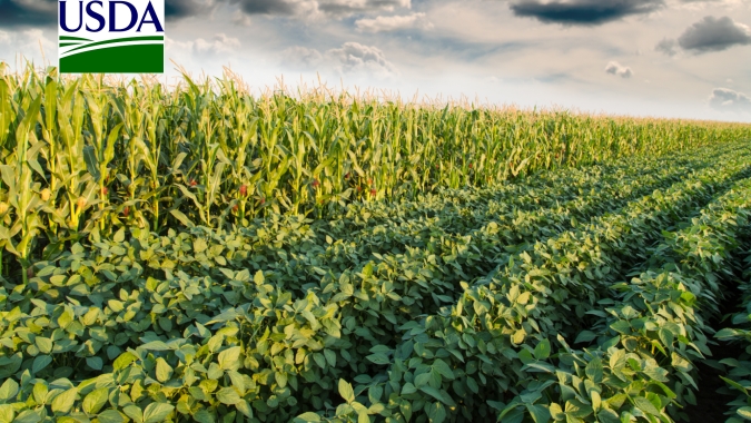 USDA reduz em mais 1% lavouras de soja e milho em boas condições nos EUA