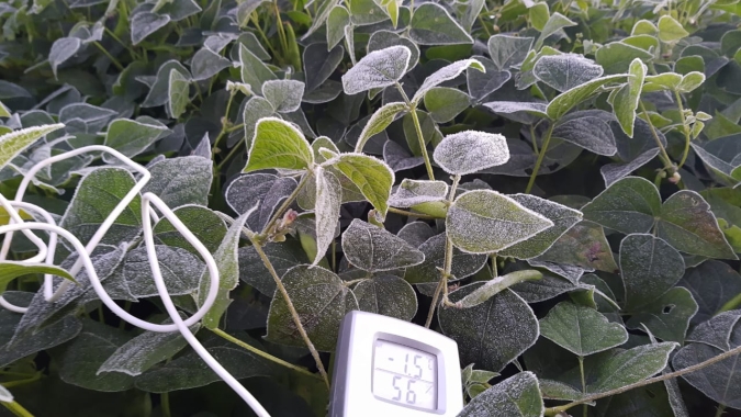 Alerta de geadas exige atenção no campo, afirma Faesp