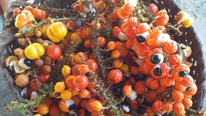 Guaraná da Terra Indígena Andirá-Marau é a primeira Indicação Geográfica para povo indígena