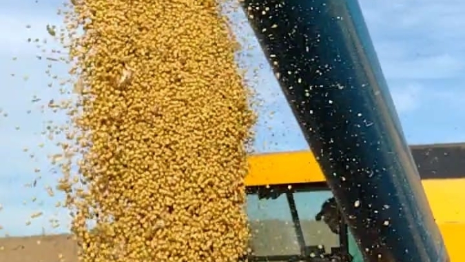 Colheita de soja atinge 61% da área no Rio Grande do Sul; milho vai a 80%