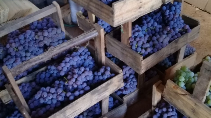 Uva/Cepea: Niagara tem nova alta de preços em Louveira/Indaiatuba
