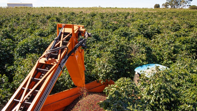 Colheita da safra 2020 de café atinge 94,78% até 4 de setembro, diz Cooxupé