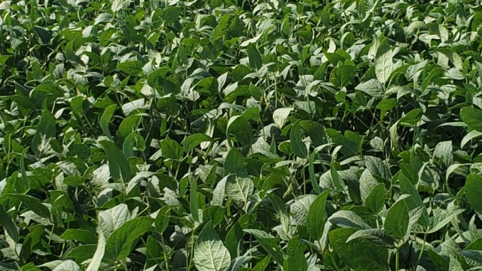 Com o “Crop Tour” da soja, avaliação de safra ganha em aprimoramento