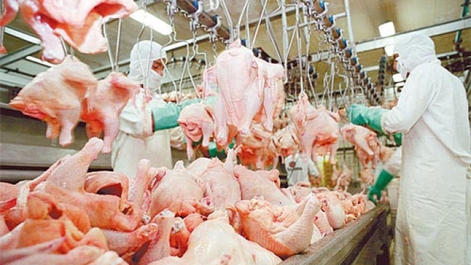 Rabobank: exportação de carne de frango brasileira em agosto foi a maior em quatro anos, subindo 7% em volume e 34% em receita desde janeiro