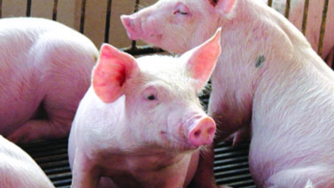 Alemanha recupera compradores de carne suína com a contenção da peste suína africana