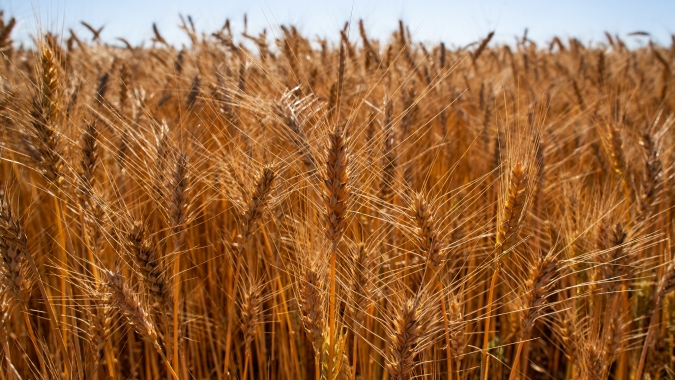 USDA: Vendas semanais de trigo dos EUA sobem para 156,3 mil t; dentro das expectativas