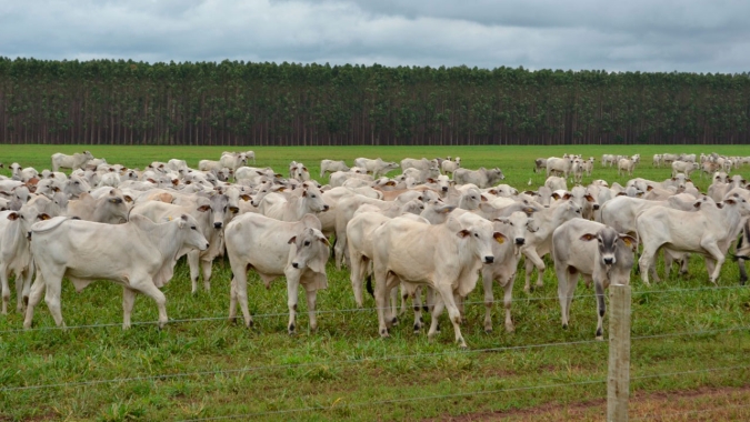 Programa de recuperação de pastagem em Minas Gerais será apresentado na COP26