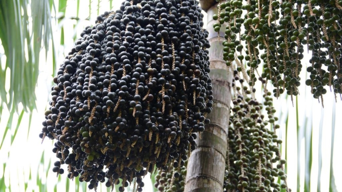 Crédito rural de R$ 2 mi deve dobrar a produção de açaí em Igarapé-Miri/PA