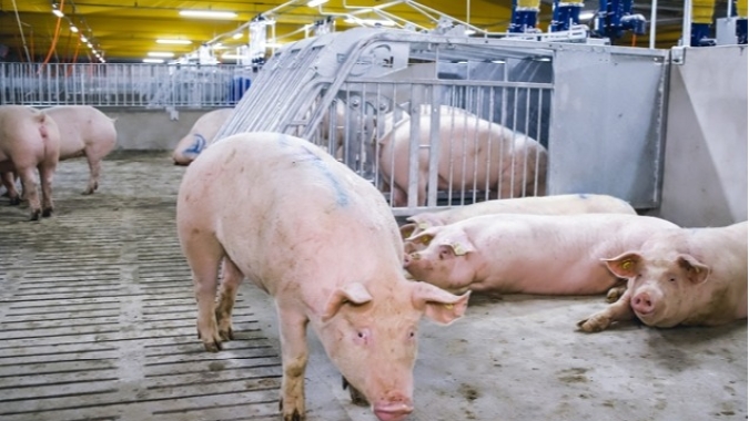 Suínos: mercado registra leves altas para o animal vivo nesta terça-feira (22)