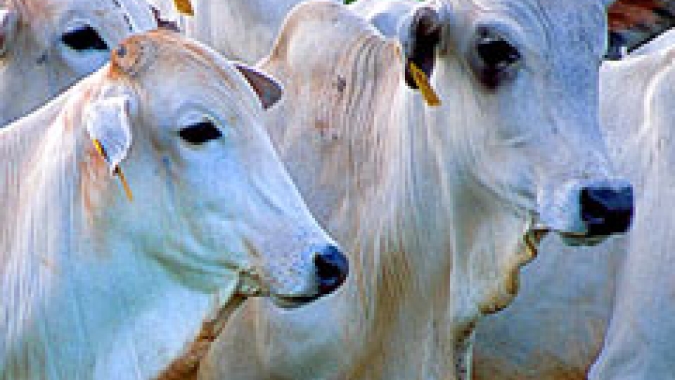 Mato Grosso será reconhecido internacionalmente com certificação inédita de zona livre da febre aftosa sem vacinação