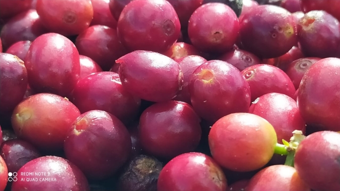 Café finaliza com altas em Nova York e no Brasil, com estoques baixos e otimismo da demanda