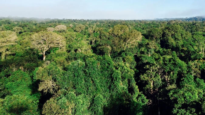Mapa e BNDES iniciam estudos de concessões florestais na Amazônia