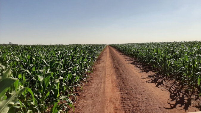 Laguna Carapã/MS recebe boas chuvas e perdas no milho devem se limitar a 20%