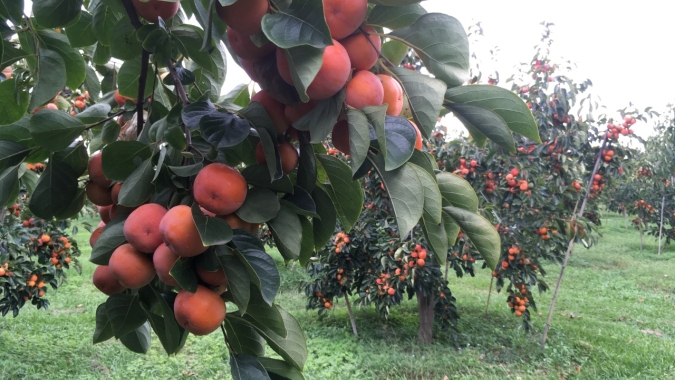 Baixa demanda: Pequeno produtor limita colheita em 20%, trabalha apenas para custear produção e teme perder safra