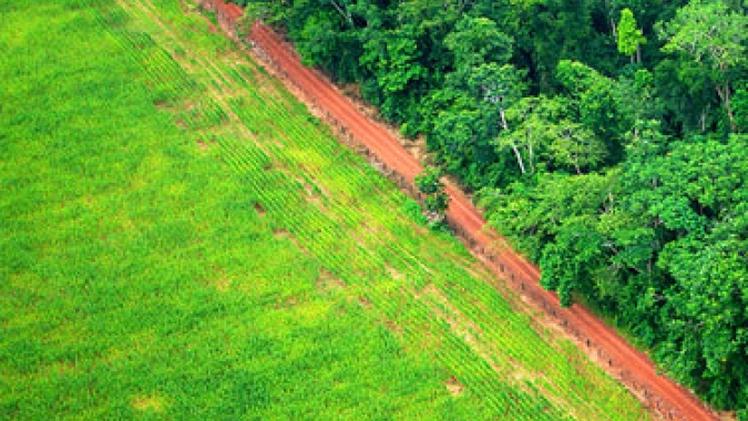 Projeto de lei defende aplicação do Código Florestal à Mata Atlântica