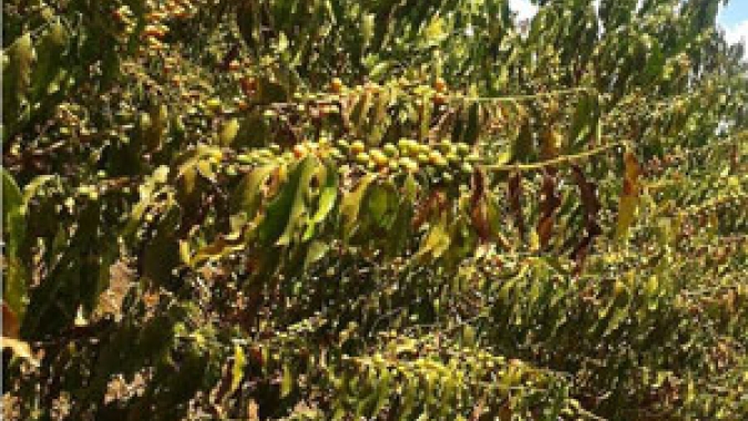 Seca provocou prejuízos à produção cafeeira no Brasil em 2020