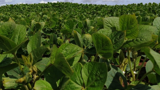 Posicionamento da Bayer sobre a aprovação da nova biotecnologia para soja Intacta 2 Xtend pela China