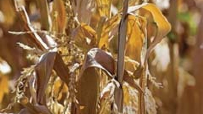 Agricultores dos EUA planejam “pesar no milho” em 2023, apesar dos riscos