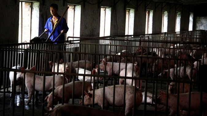 China vai reprimir mais duramente vacinas falsas contra a peste suína africana
