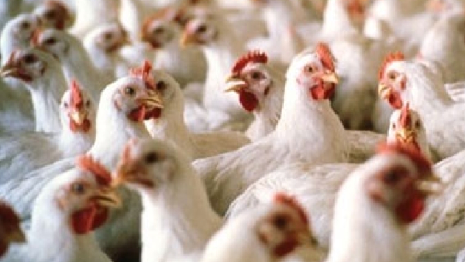 Em 15 dias úteis, receita com exportações de carne de frango chegam a 86,4% do que foi registrado em agosto21