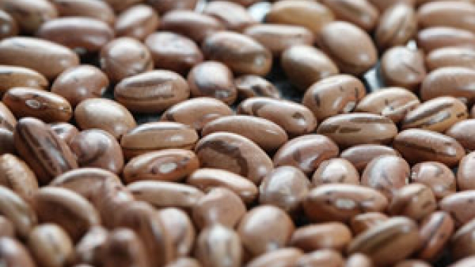 Feijão, por Ibrafe: Produtores rurais estão trabalhando para alimentar as pessoas