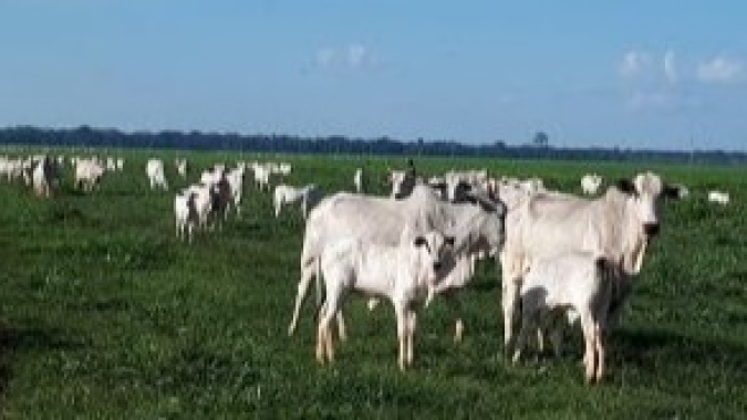 Santa Catarina investe R$ 7,2 milhões para incentivar a produção de leite e carne à base de pasto