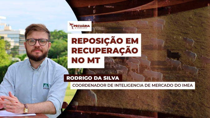 Preços da reposição já estão em recuperação no MT, com destaque para o boi magro