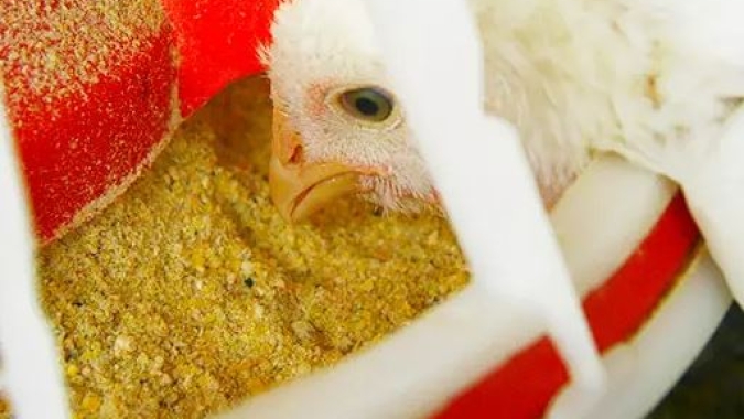 Demanda por frango e suínos deve levar produção de ração a 97 milhões de toneladas no Brasil