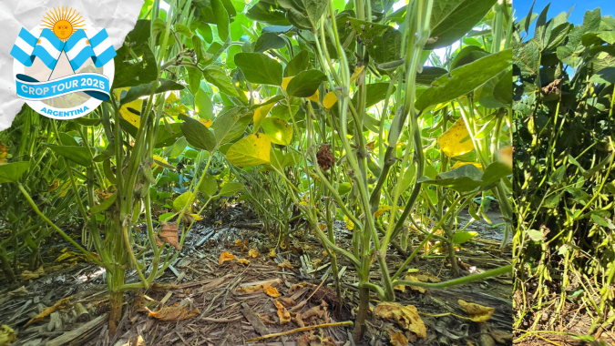 Dia 3: Crop Tour chega a La Pampa e Córdoba para avaliação da soja e do milho
