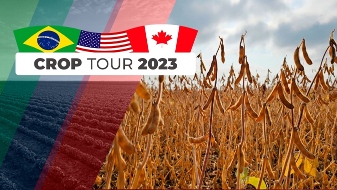 Crop Tour: Soja em Fortier, no Canadá, já sinaliza condições melhores de porte e produtividade; Gladstone tem apenas bom aspecto
