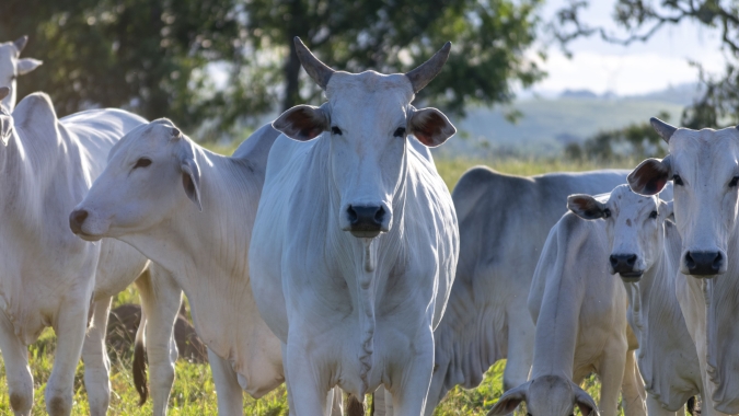Agrobrazil: Mercado nesta quarta-feira apresenta um movimento generalizado de alta nos preços médios