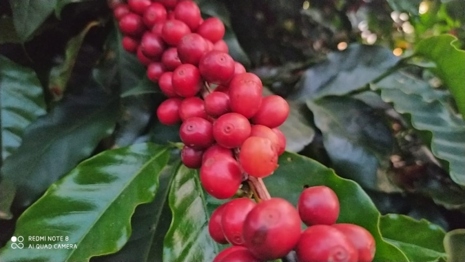 Vietnã exporta 165,8 mil t de café em abril, queda de 2,5% ante março