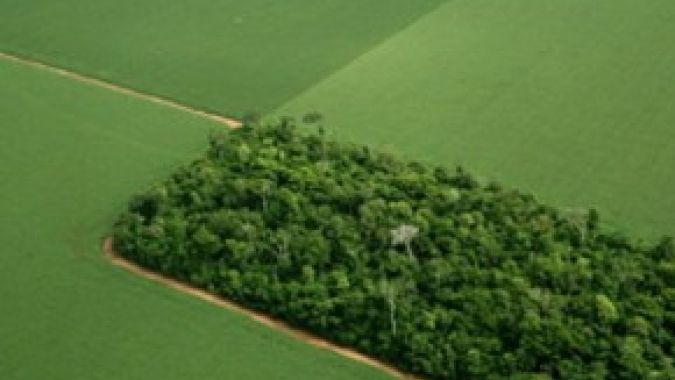Benefícios dos SAFs, mas o que é SAF? Por Milton Parron Padovan