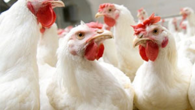 Frango congelado ou resfriado em SP têm queda de preço em 0,25% nesta sexta-feira (25)