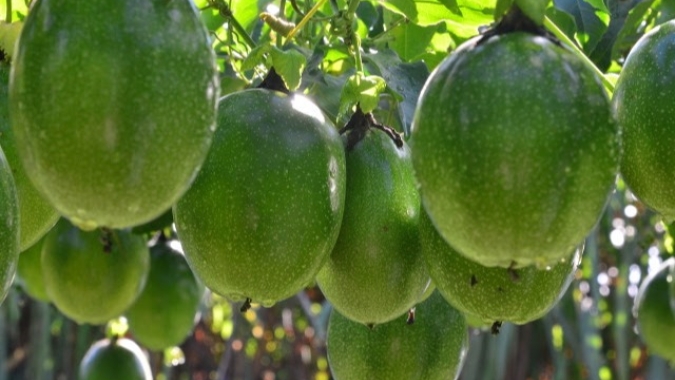 Maracujá Catarina: saiba onde comprar sementes