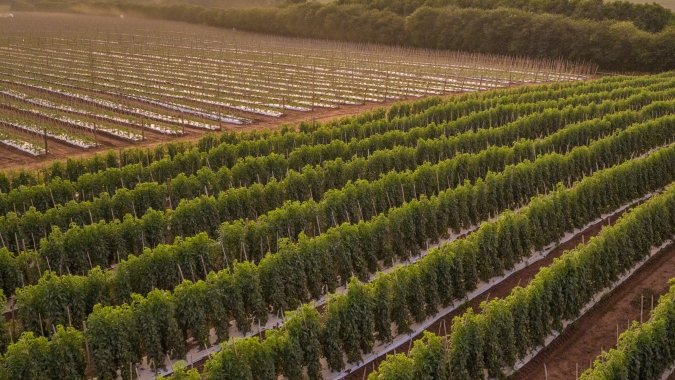 Tomaticultura exige nova estratégia diante do avanço de mosca-branca e tripes