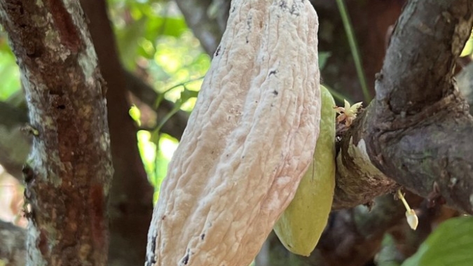Novo foco de praga que atinge cultivo de cacau e cupuaçu é detectado no Amazonas