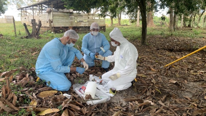 Governo declara emergência fitossanitária em três estados para ações preventivas da monilíase do cacaueiro
