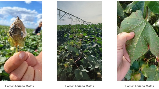 Clima favorece surgimento de doenças em plantas e exige atenção redobrada dos produtores