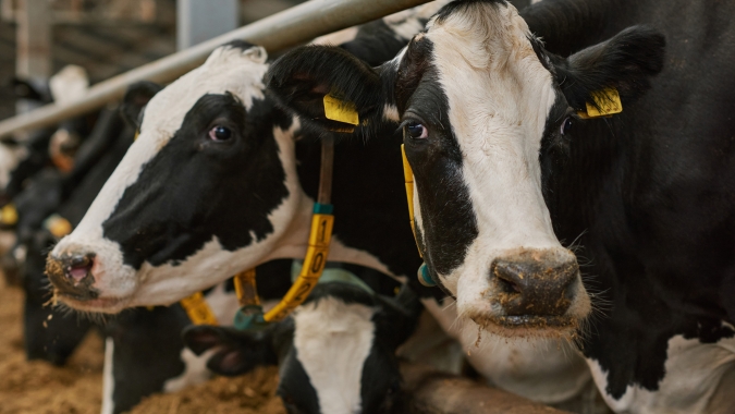 USDA, principal órgão dos EUA para a agropecuária, envia informações exclusivas para Notícias Agrícolas sobre casos de Influenza Aviária em gado