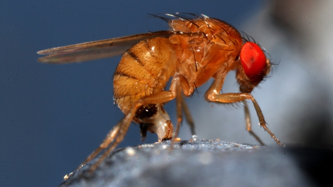 Mapeamento aponta áreas e períodos mais suscetíveis à ocorrência da drosófila-da-asa-manchada no Brasil