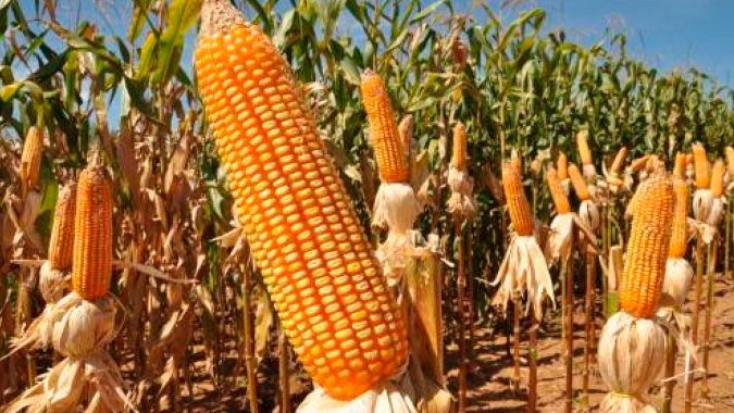 Você sabia que o Brasil faz uma 3ª safra de milho? Cultivo na região Nordeste está crescendo e aumentando oferta do cereal