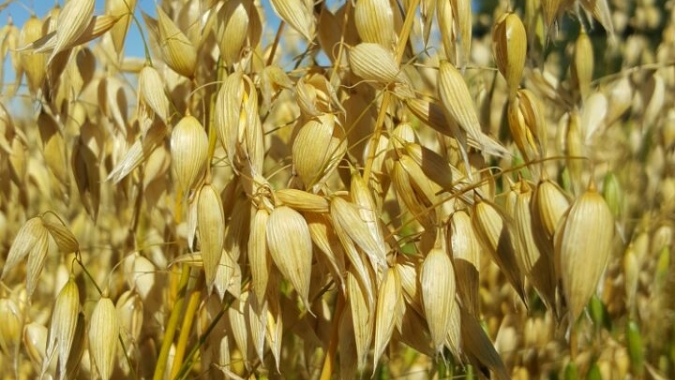 Zoneamento agrícola identifica os principais riscos climáticos para o cultivo da aveia
